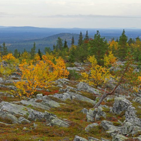 Kivitunturin kallioita Kivitunturin kallioita