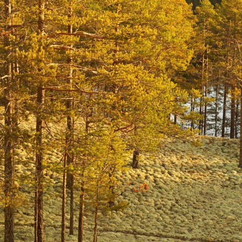 Loukkojarvi, Rokua Loukkojarvi, Rokua