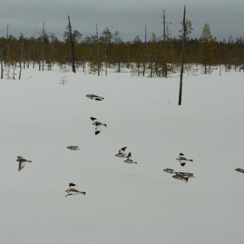 pulmuset muuttaa pulmuset muuttaa