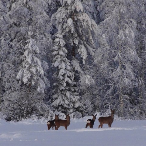 metsäkauriit metsäkauriit