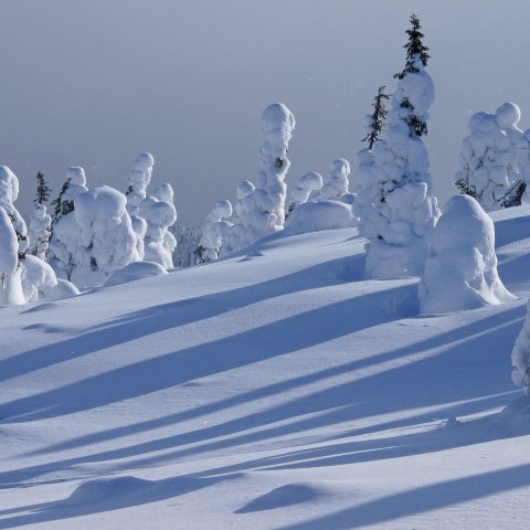 tykkymetsä kevään kynnyksellä tykkymetsä kevään kynnyksellä