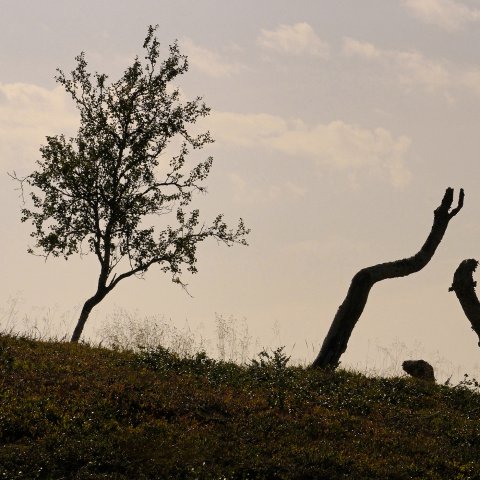 Lapin koivut Lapin koivut