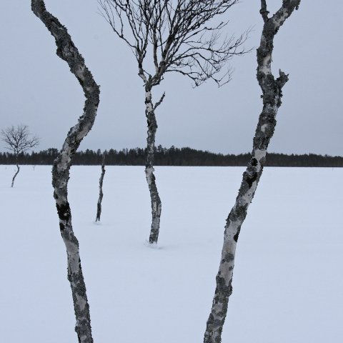 Olvassuon koivut Olvassuon koivut