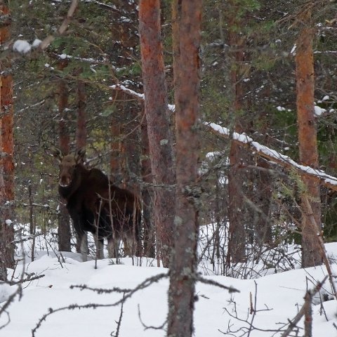 hirvi talvilaitumellaan hirvi talvilaitumellaan