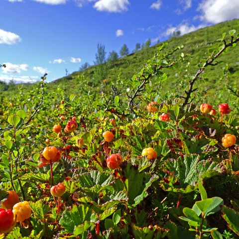 purojängän hillikko purojängän hillikko