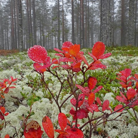 juolukka syksyllä juolukka syksyllä