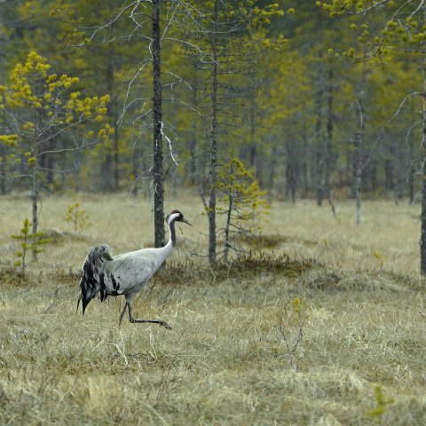 kurki ja räme kurki ja räme