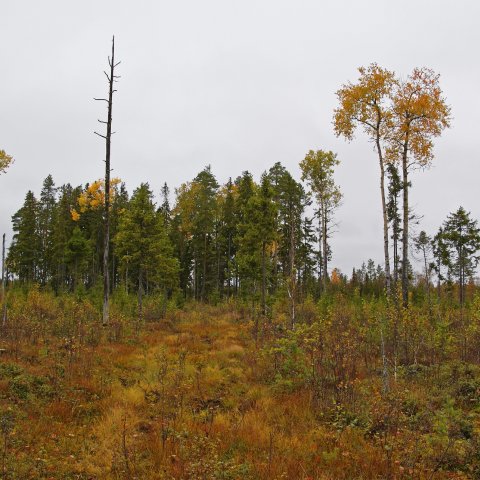 Säästömetsä Säästömetsä