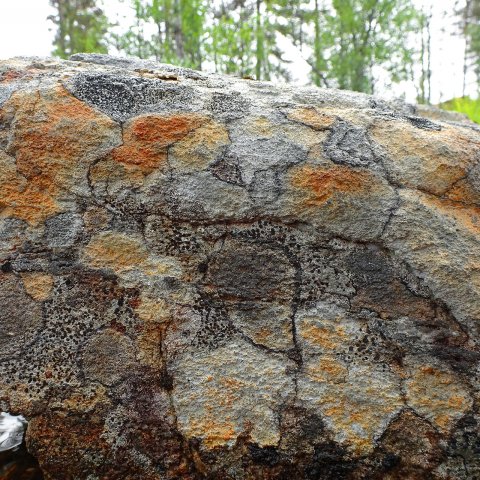 jäkäläkuviot jäkäläkuviot